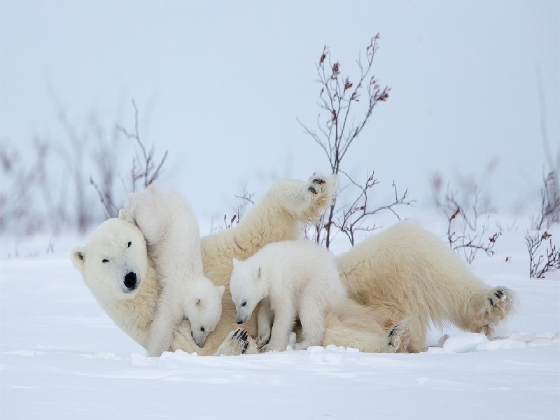 王女士成功案例